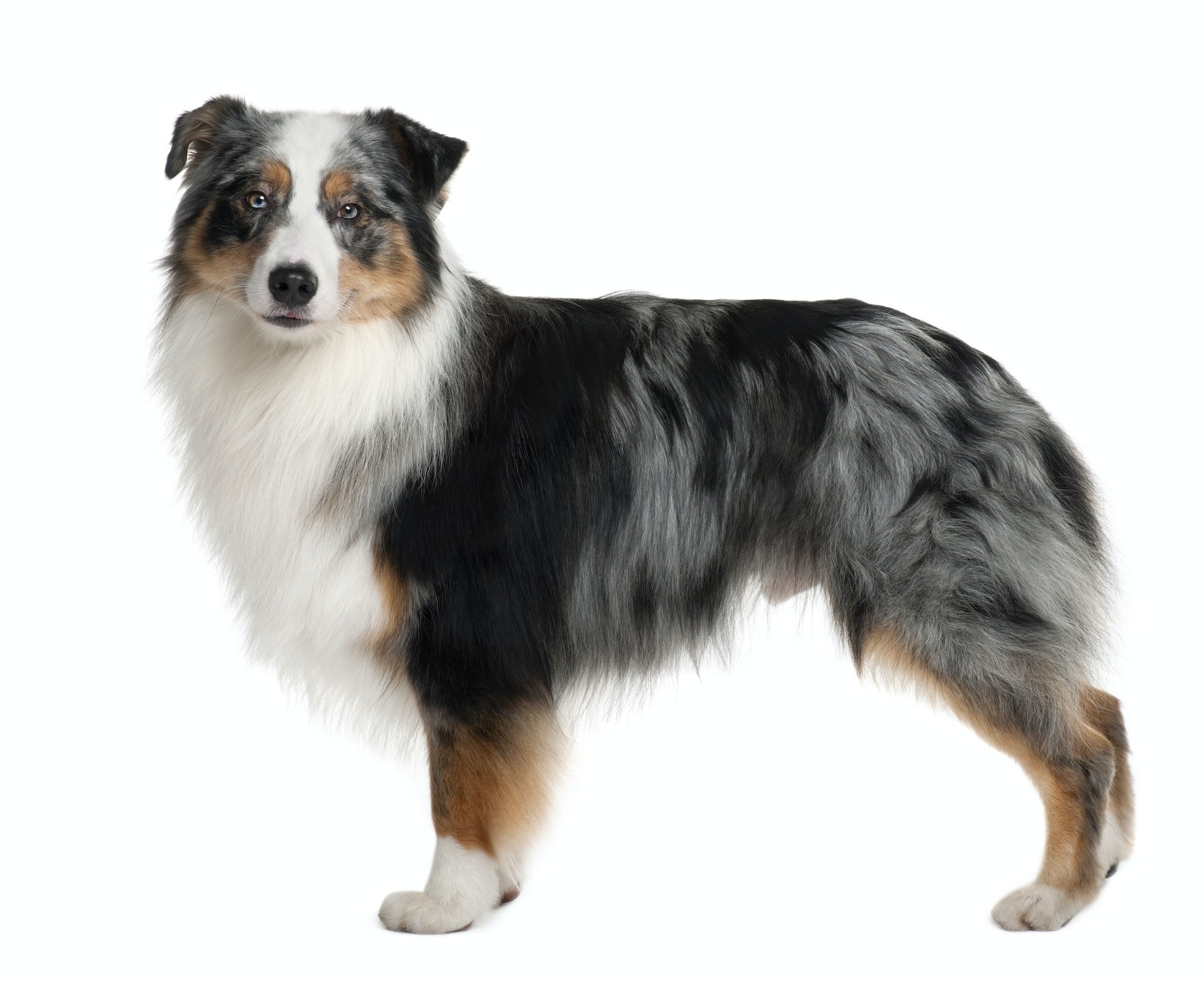 Australian Shepherd dog, 3 years old, standing in front of white background
