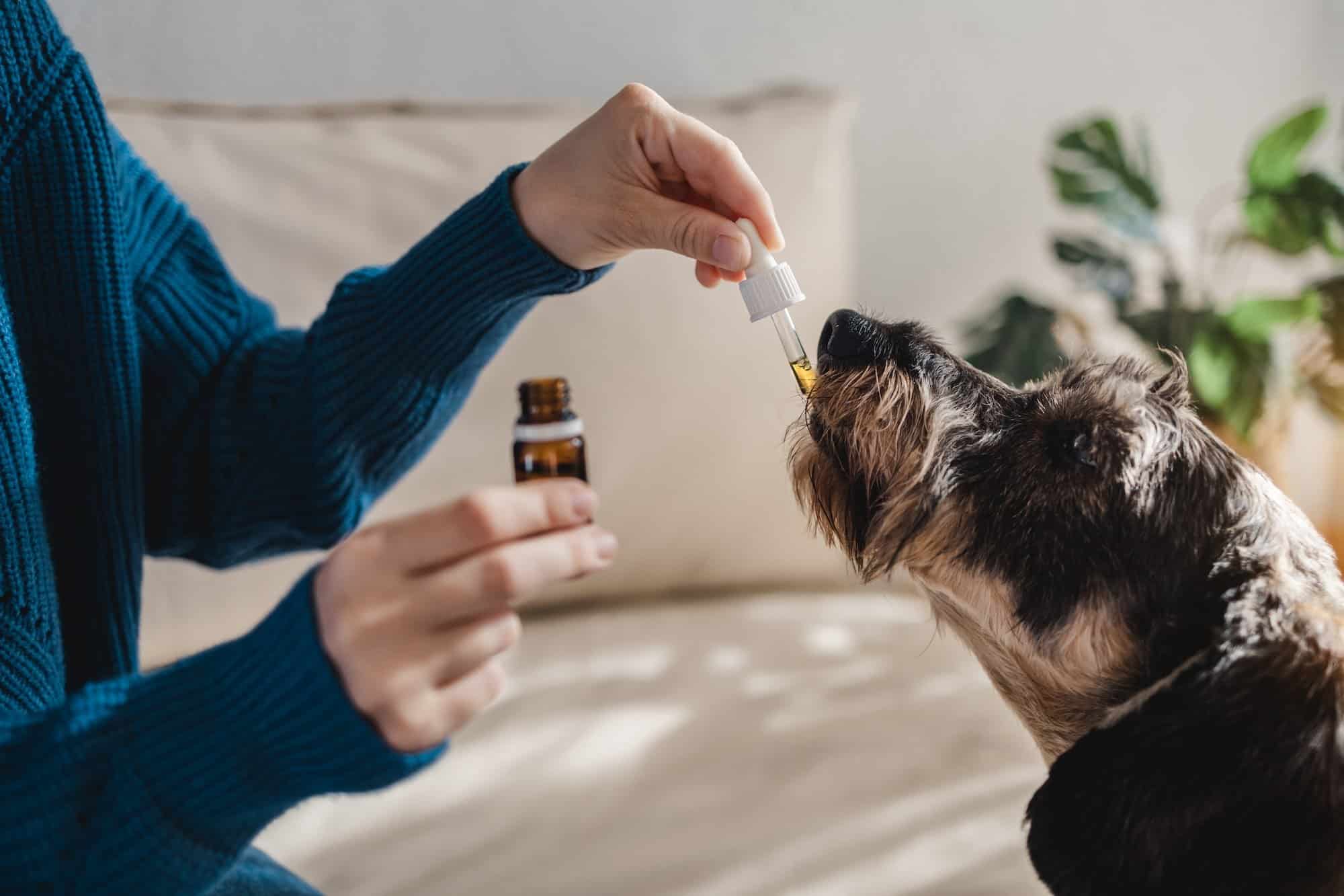 CBD Oil For Dogs