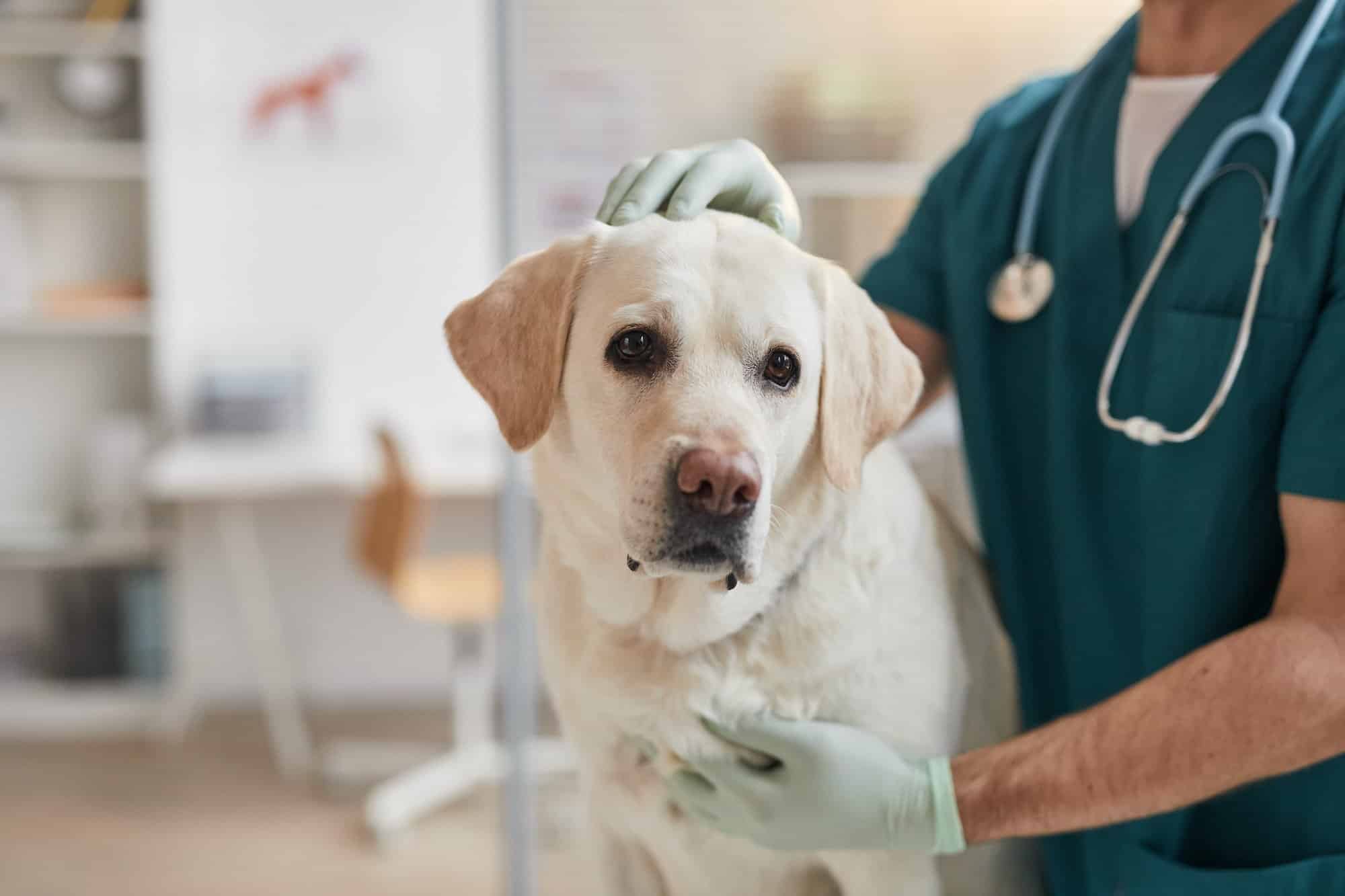 Is It Normal for a Dog to Vomit After Their Cytopoint Injection?