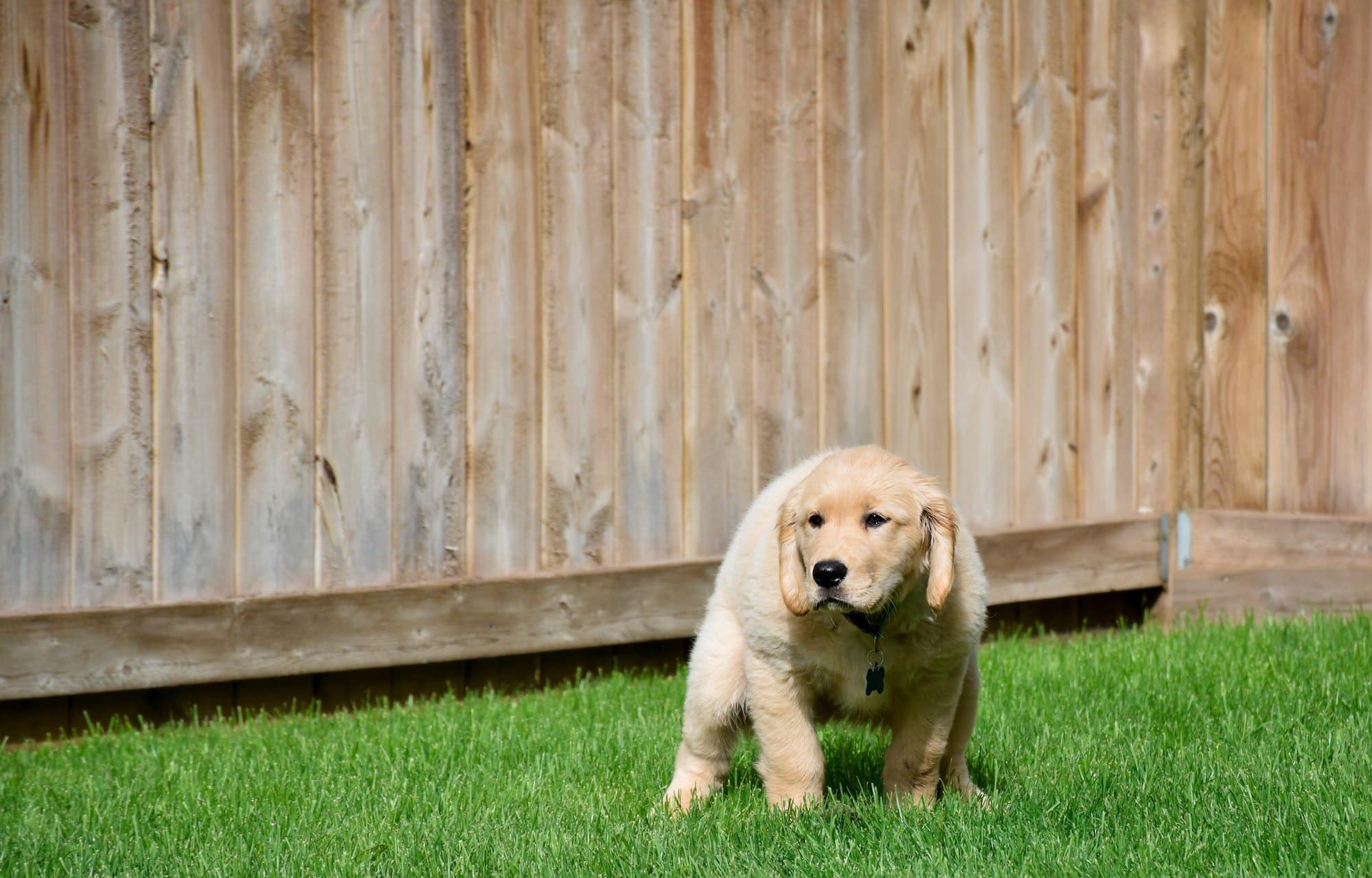 My Dog Can't Poop and Is in Pain - Live Vet Chat