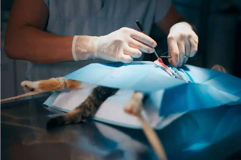 Ask A Vet - How Long Do Dissolvable Stitches Last In Cats 2 Ask A Cat Vet - Cat In Surgery