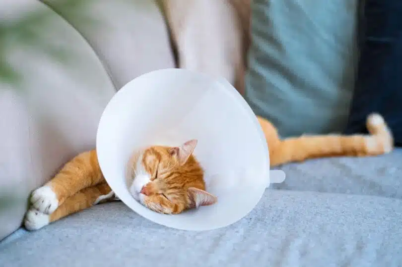 Ask A Vet - How Long Do Dissolvable Stitches Last In Cats 3 Caring for Your Cat After Surgery Vet Answers