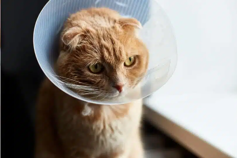 Ask A Vet - How Long Do Dissolvable Stitches Last In Cats 1 Online Vet Chat - Ask A Vet Cat Surgery