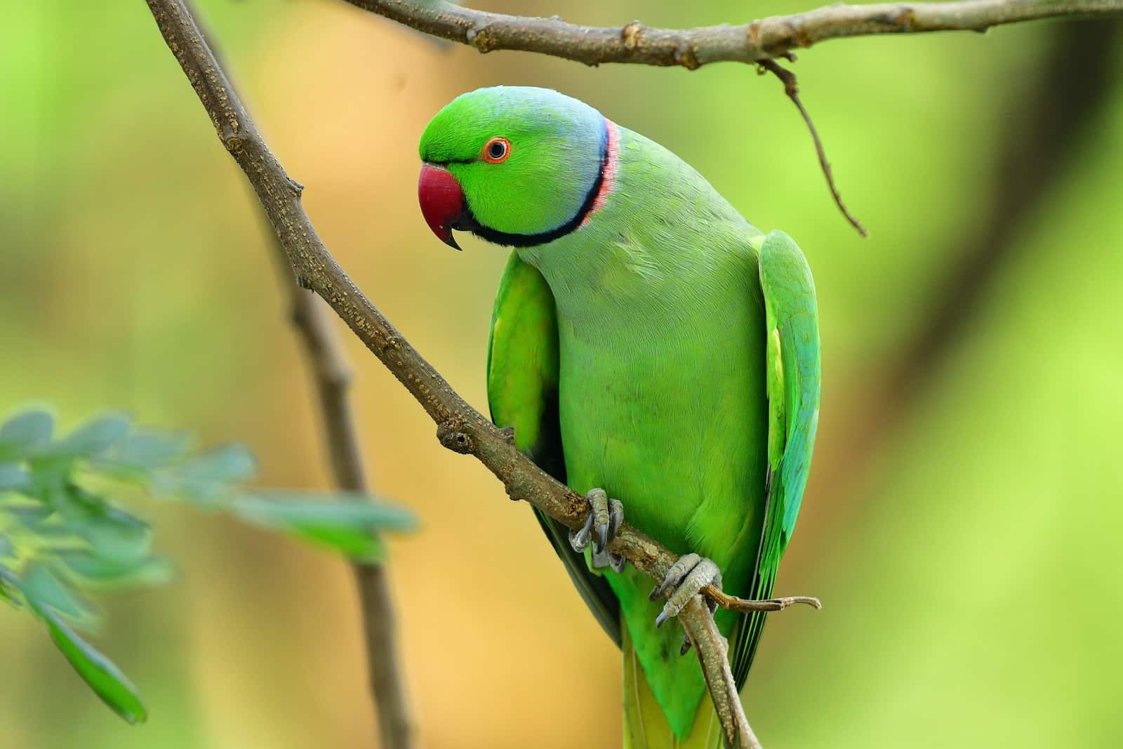 Easy Vet Answers - Live Chat 25 What Do Parrots Eat