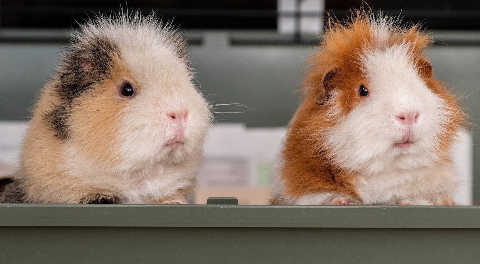 How Long Do Guinea Pigs Live