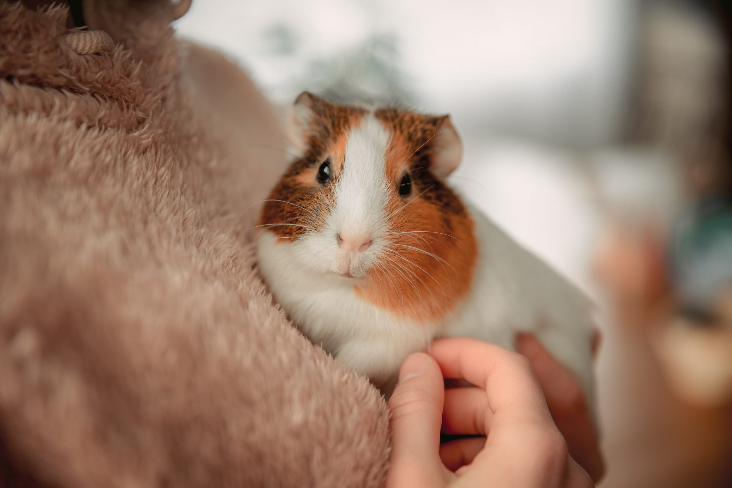 Guinea Pig Peeing Blood - Ask A Guinea Pig Vet