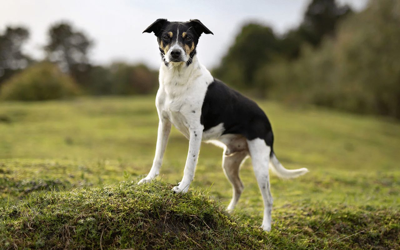 Best Dog Breed for Rat Control - The Ultimate Guide for Natural Pest Management 2 Rat Terrier
