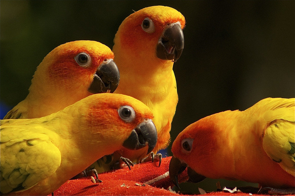 Can You Cut Sun Conure Nails? A Complete Guide for Sun Conure Owners 2