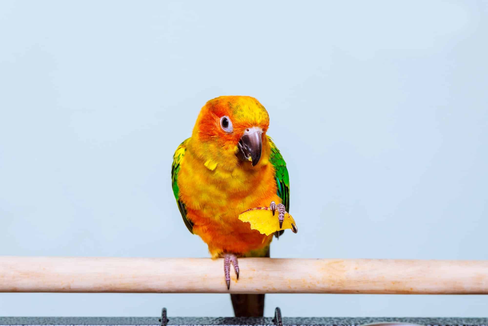 Can Sun Conures Talk? 2 sun conure talking