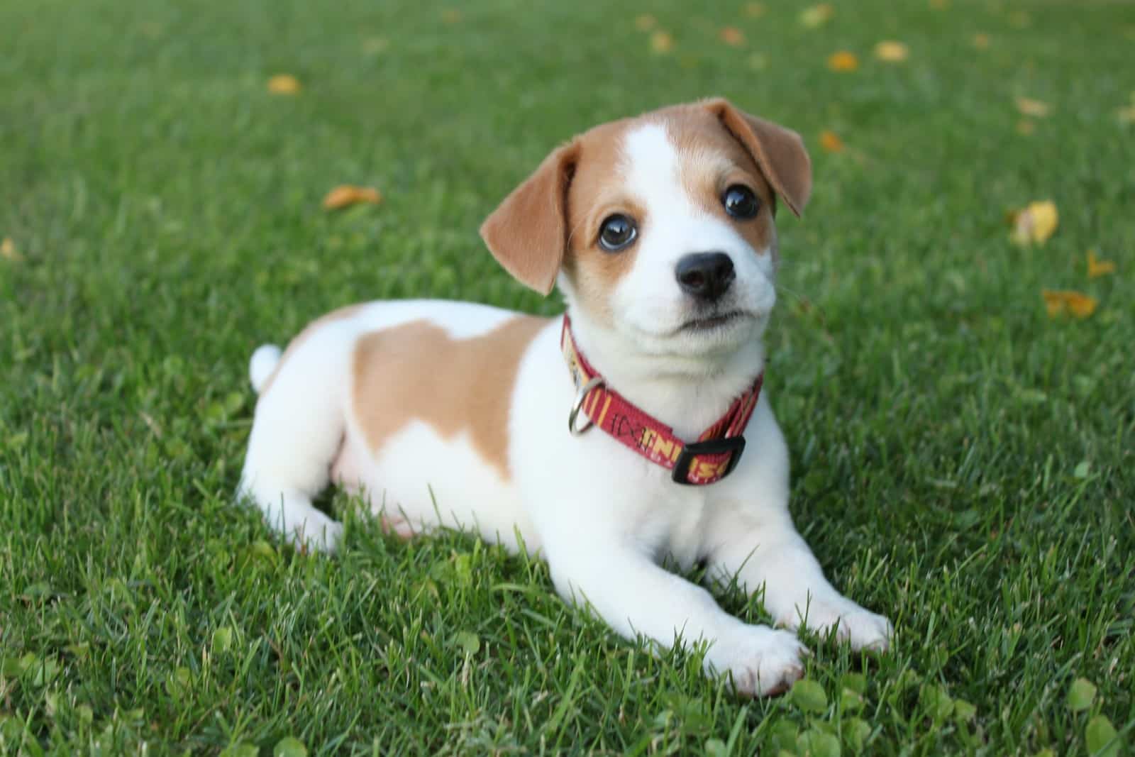 Best Dog Breed for Rat Control - The Ultimate Guide for Natural Pest Management 3 Jack Russell Terrier