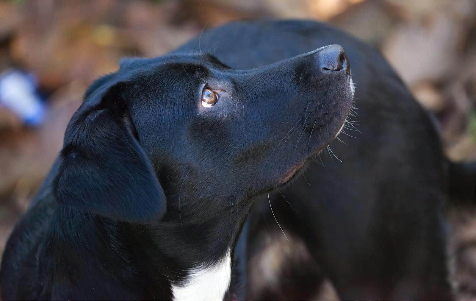 Best Dog Breed for Rat Control - The Ultimate Guide for Natural Pest Management 4
