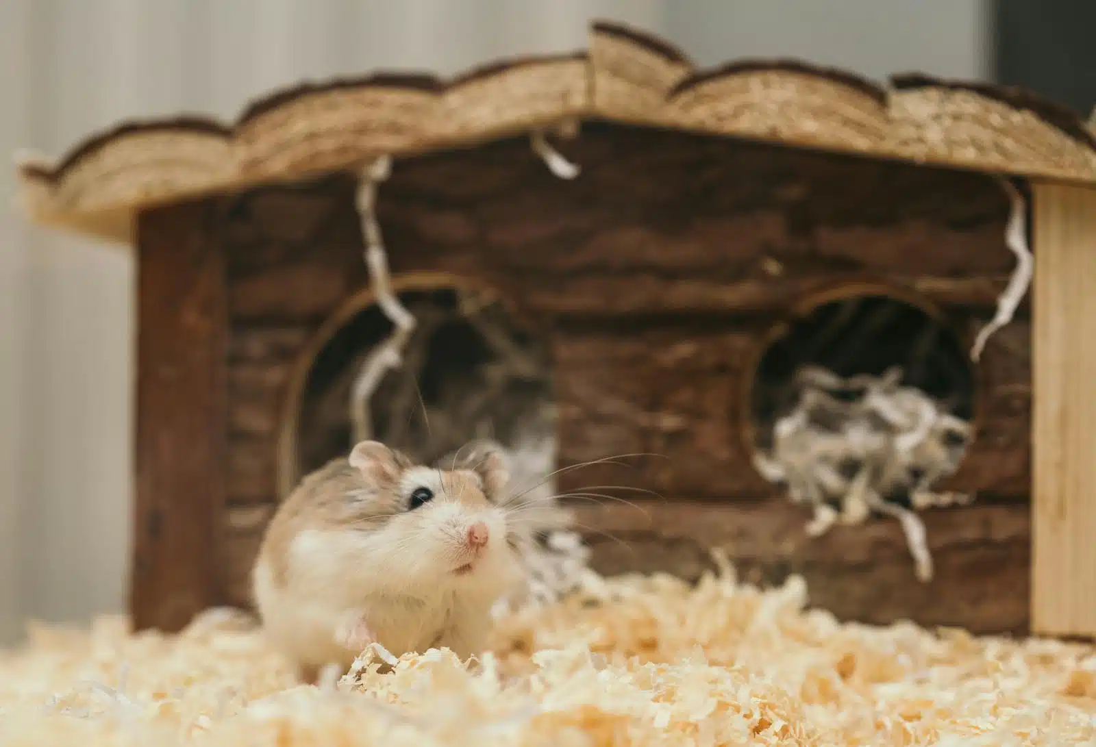 average lifespan for a hamster