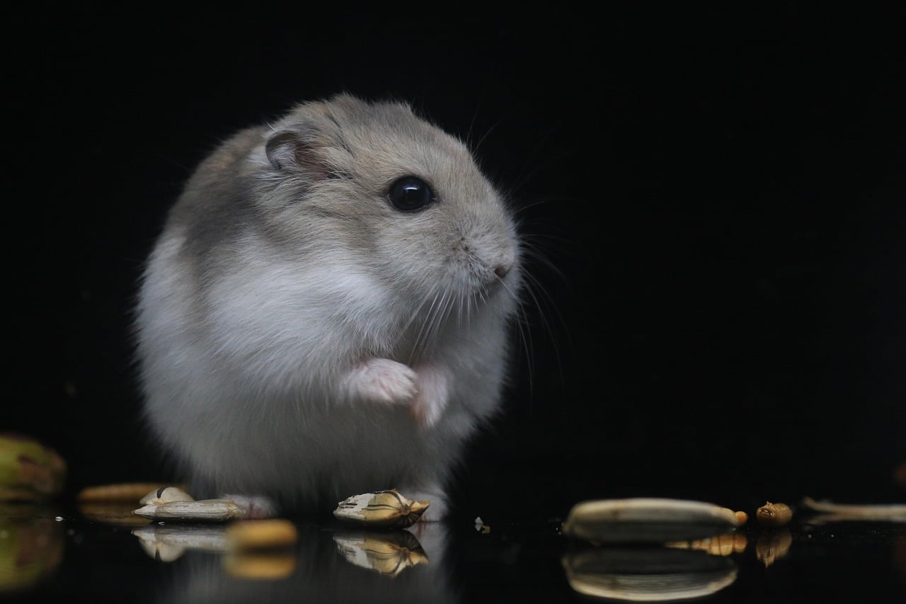 Antibiotic Eye Drops for Hamster
