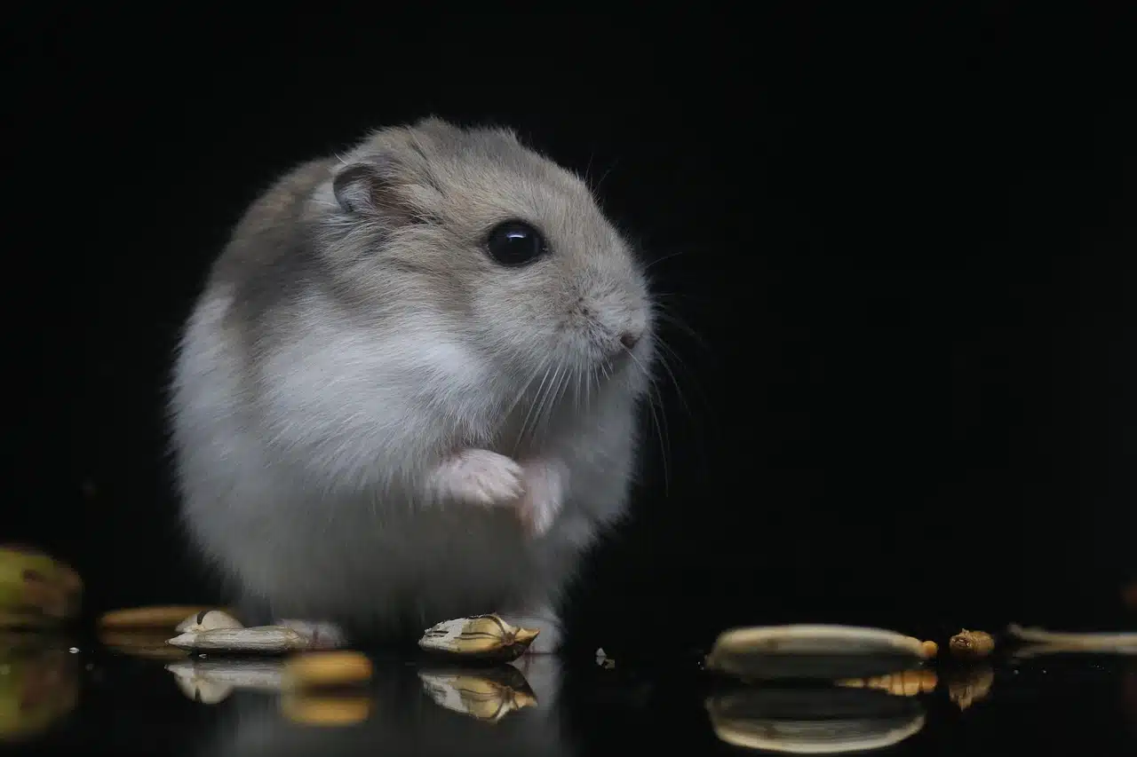 Antibiotic Eye Drops for Hamster