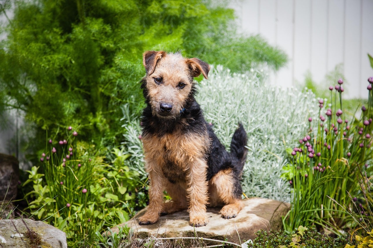 Best Dog Breed for Rat Control - The Ultimate Guide for Natural Pest Management 7