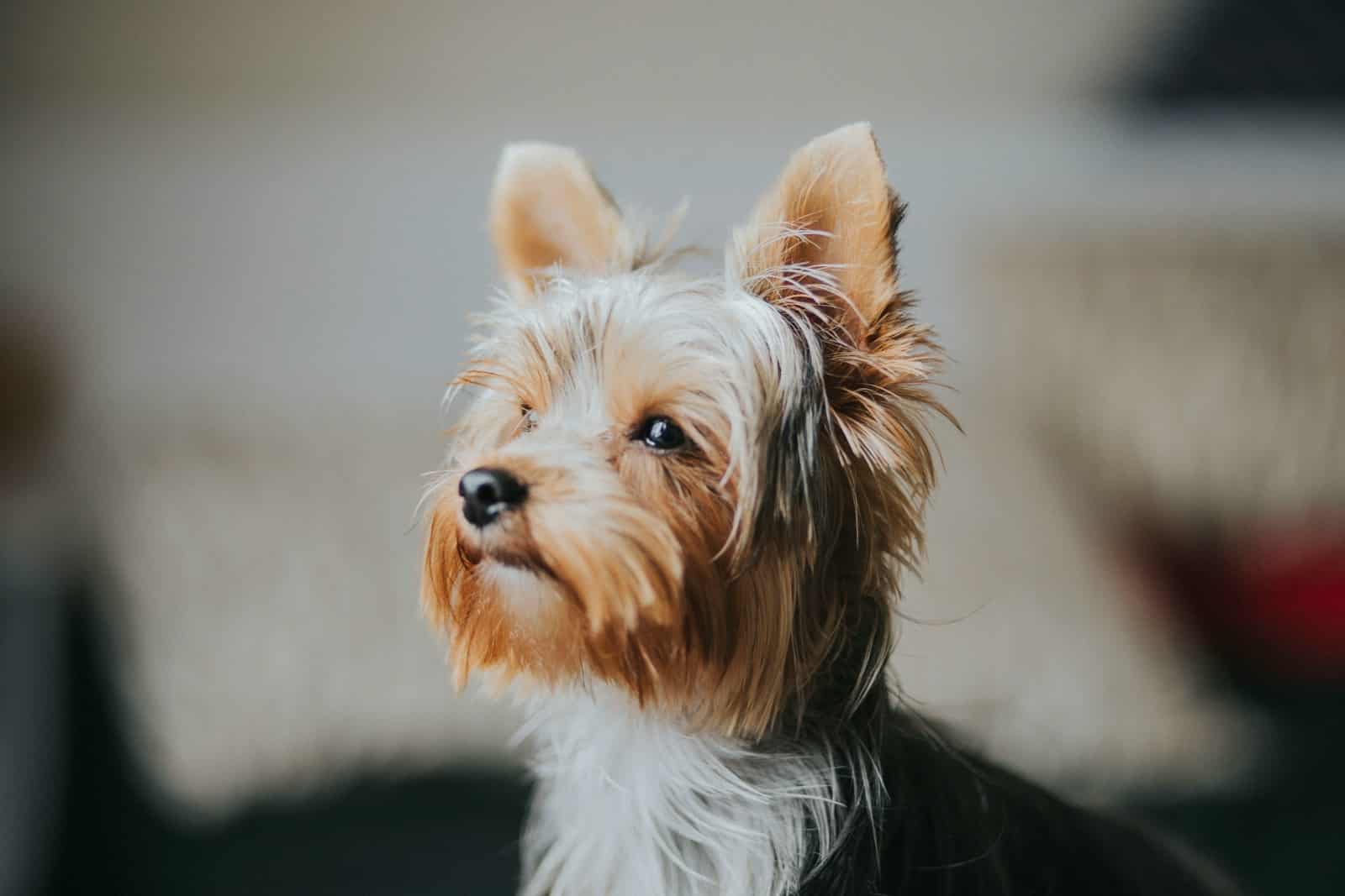 Best Dog Breed for Rat Control - The Ultimate Guide for Natural Pest Management 5