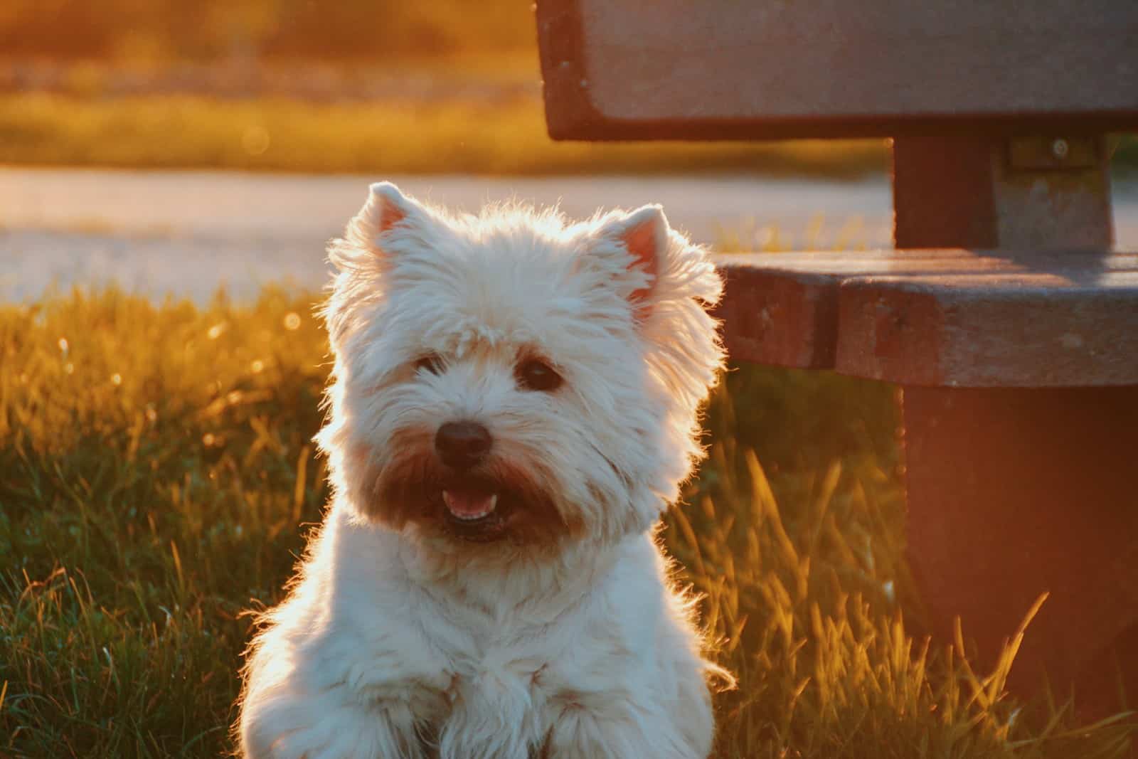 Best Dog Breed for Rat Control - The Ultimate Guide for Natural Pest Management 6
