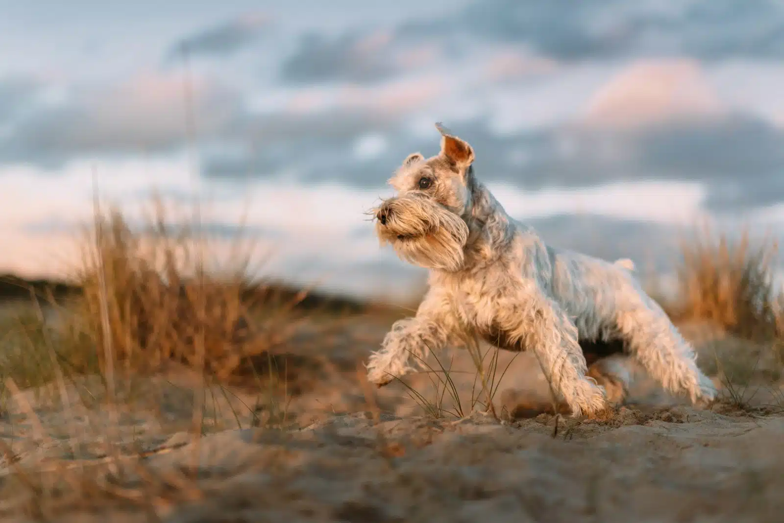 Best Dog Breed for Rat Control Terrier