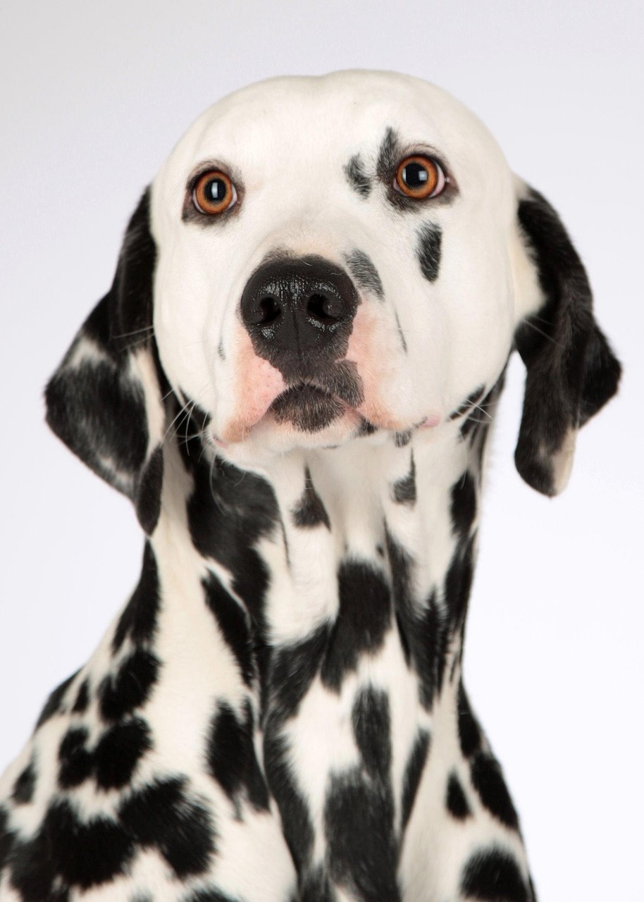 Ask a dog vet online