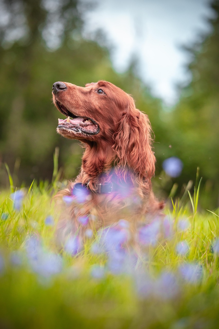 irish setter ask a vet
