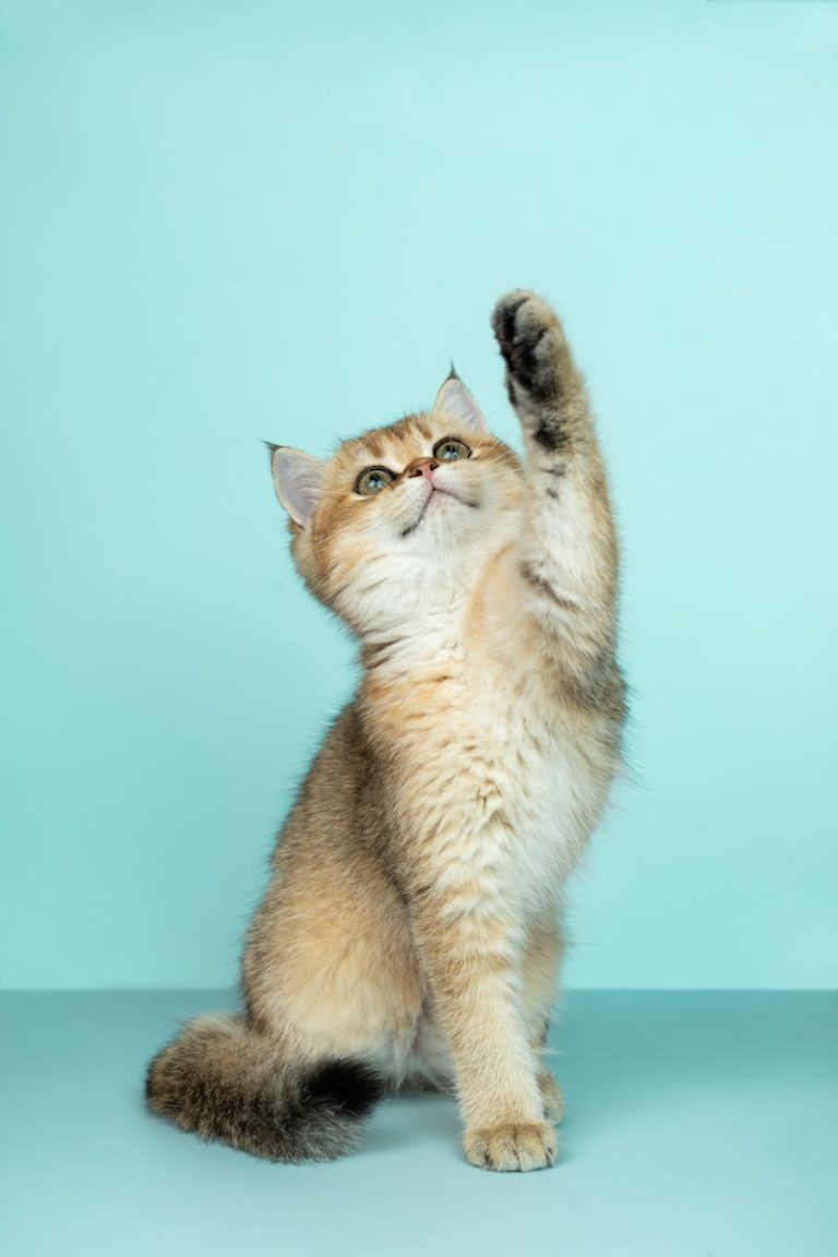 cat veterinarian help